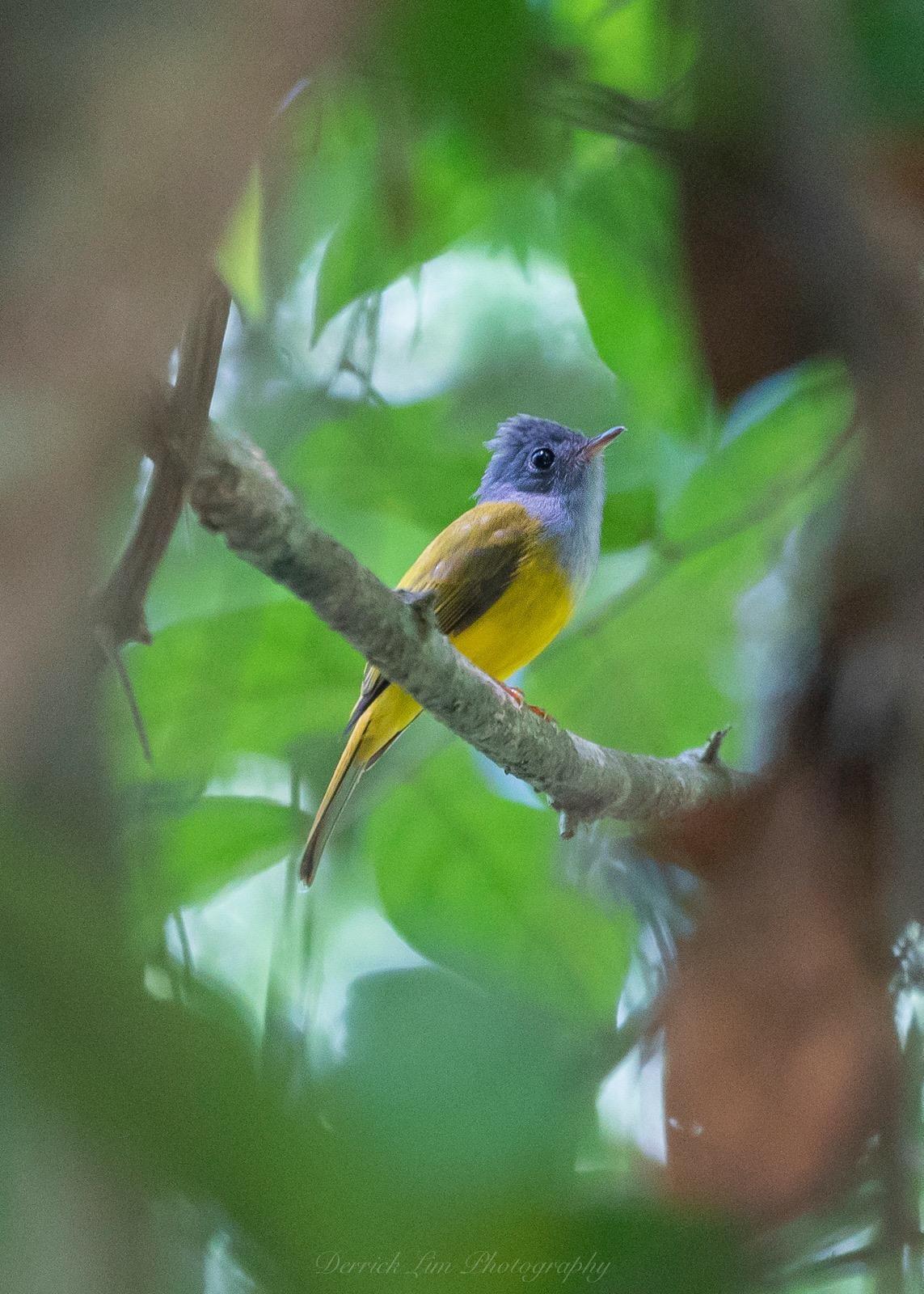 Gray-headed Canary-Flycatcher Photo by Derrick Lim