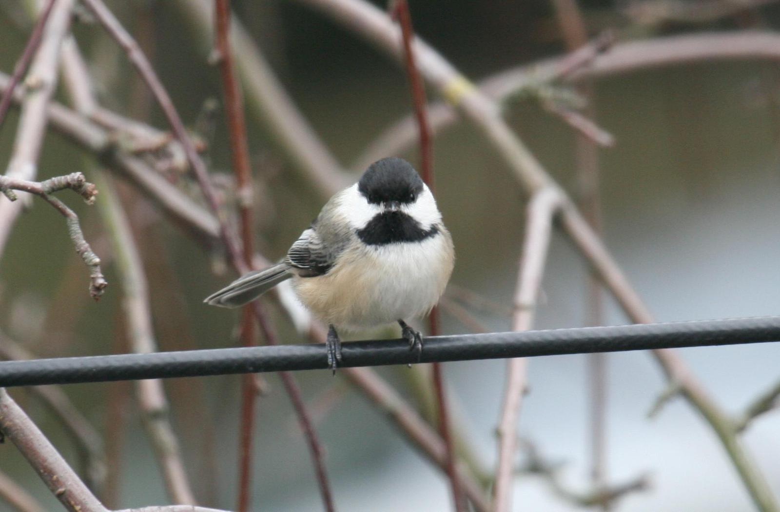 Black-capped Chickadee Photo by Roseanne CALECA