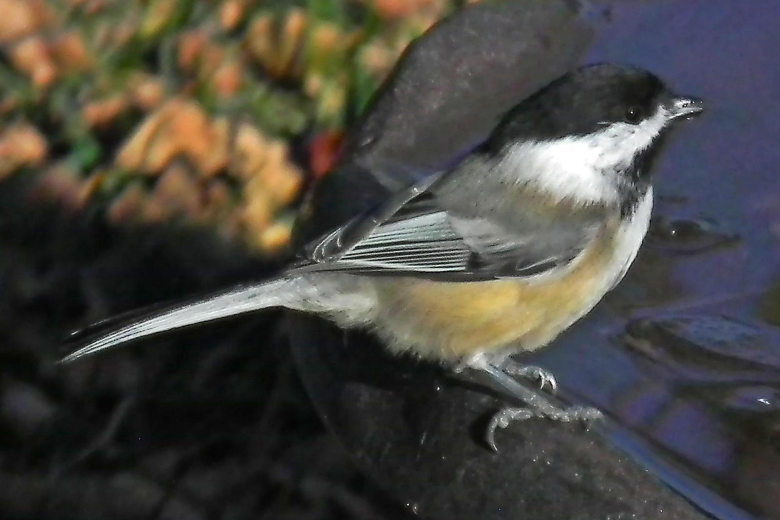 Black-capped Chickadee Photo by Enid Bachman