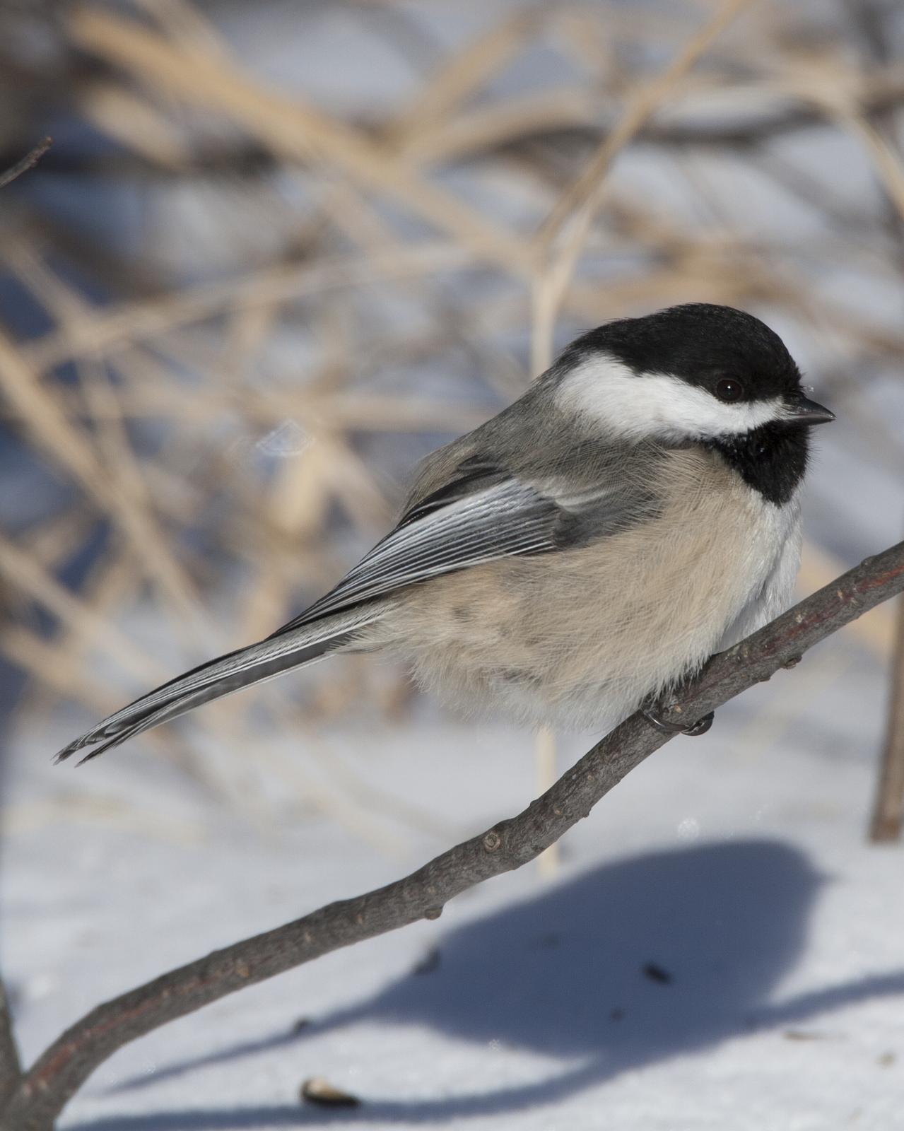 Black-capped Chickadee Photo by Jeff Moore