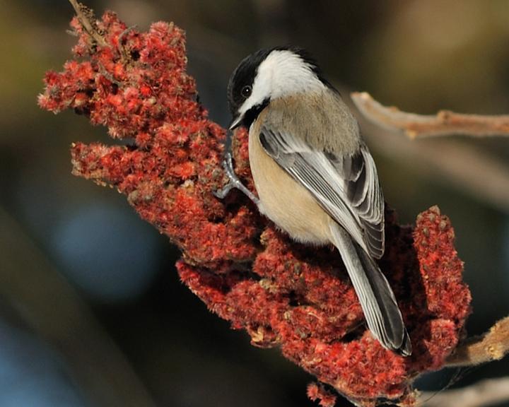 Black-capped Chickadee Photo by Jean-Pierre LaBrèche