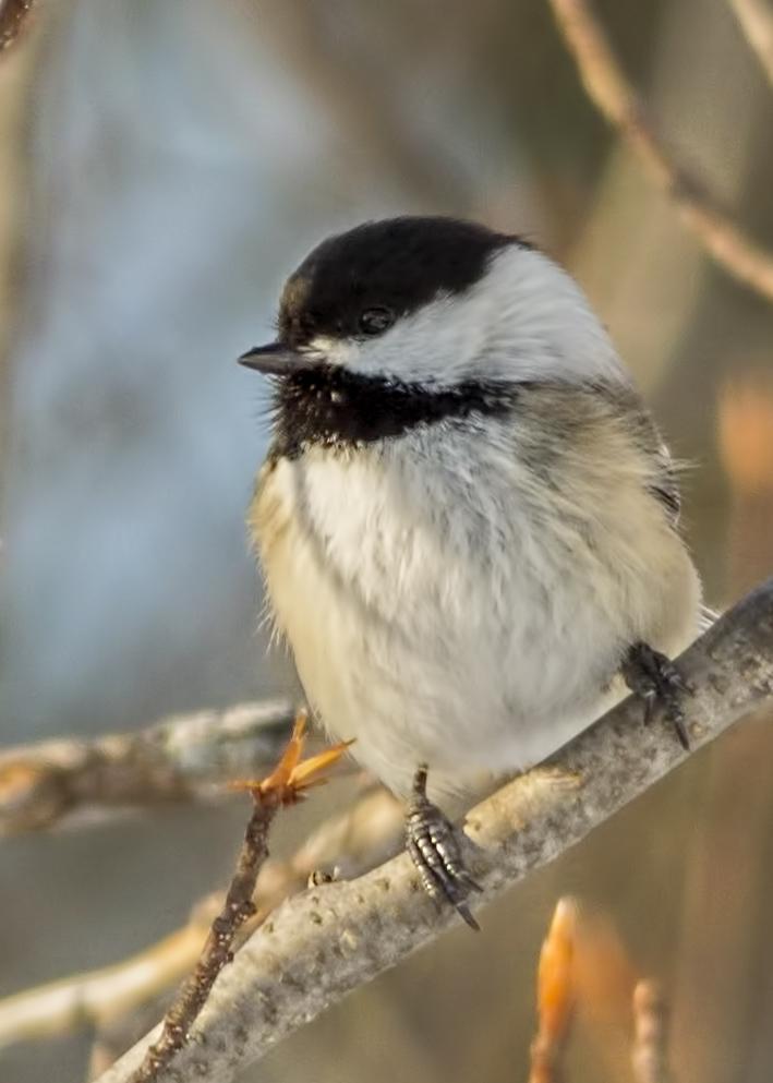 Black-capped Chickadee Photo by Tracy Patterson