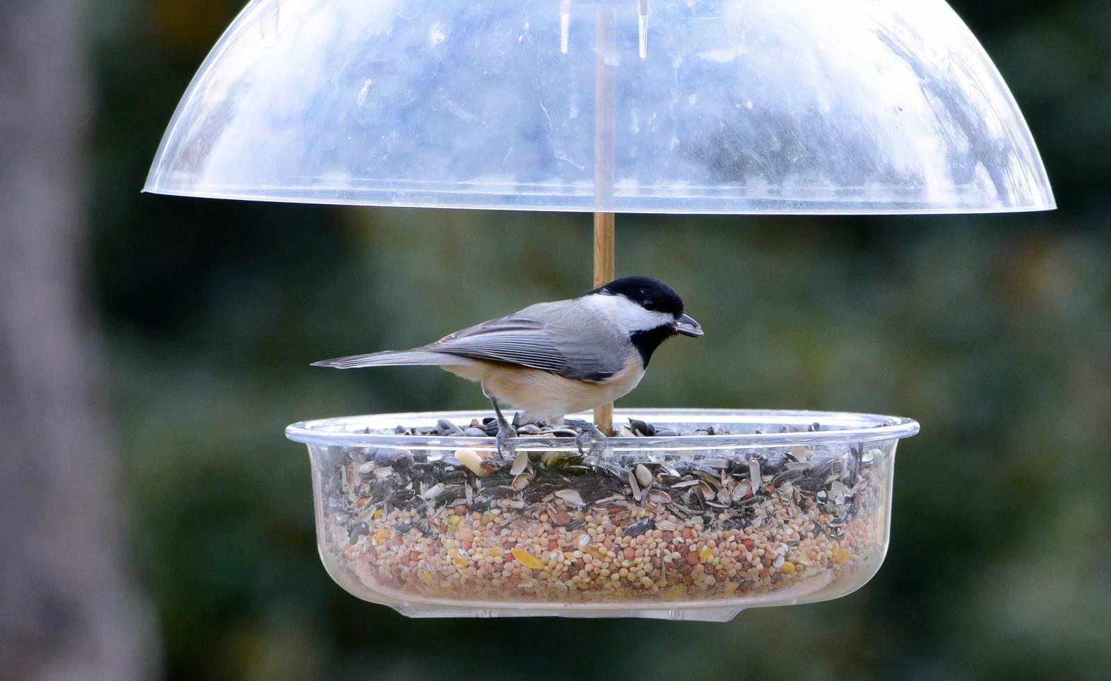 Black-capped Chickadee Photo by Wally Wenzel
