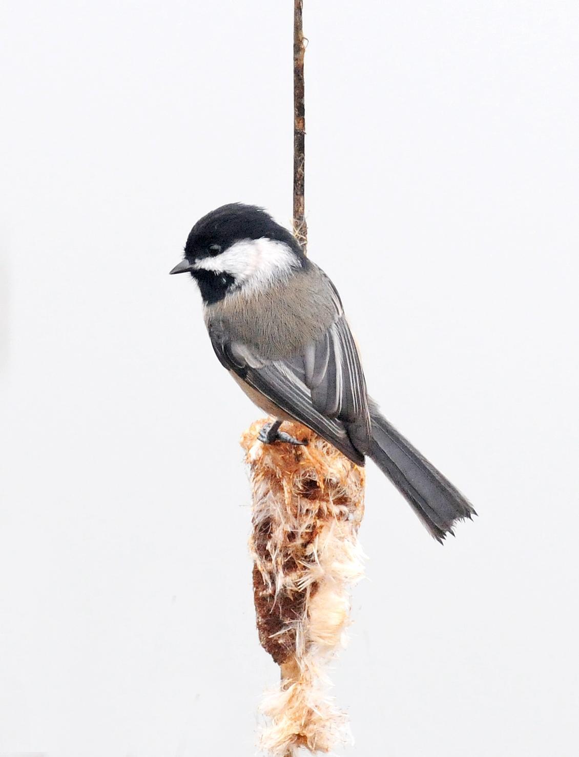 Black-capped Chickadee Photo by Steven Mlodinow