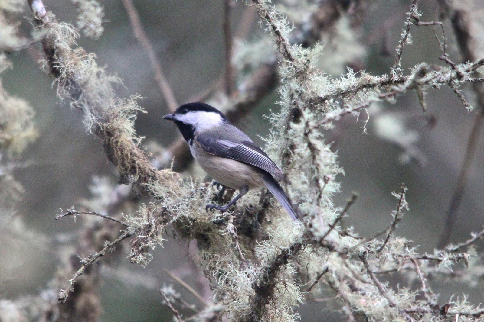 Black-capped Chickadee Photo by Tom Ford-Hutchinson