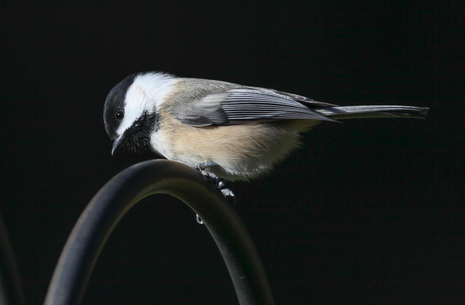 Black-capped Chickadee Photo by Lucy Wightman