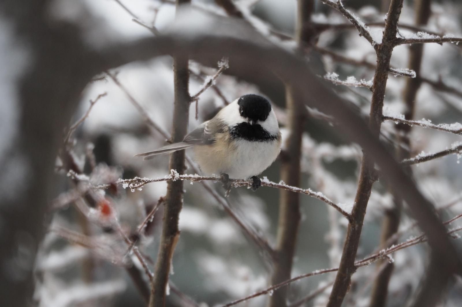 Black-capped Chickadee Photo by Colin Hill