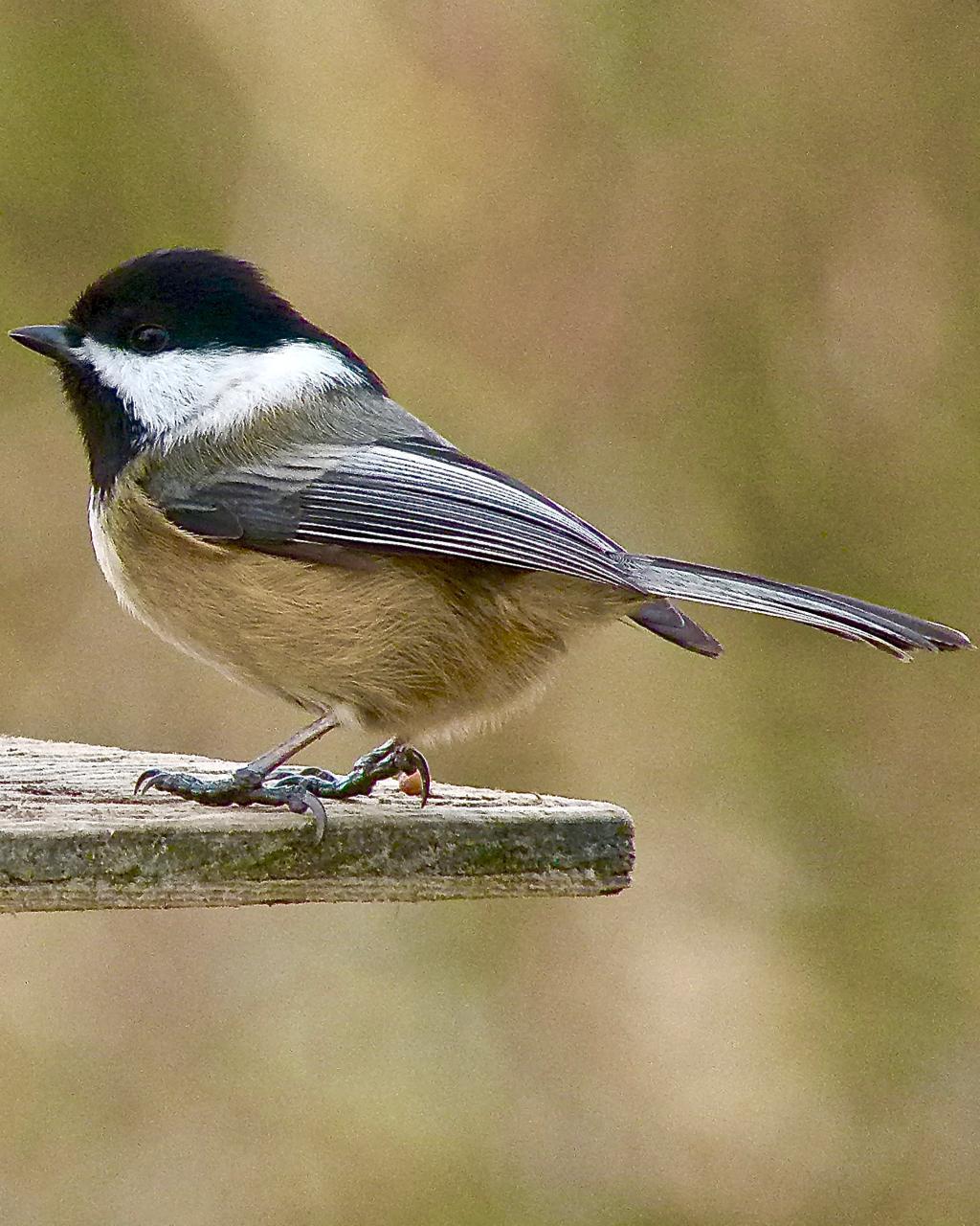 Black-capped Chickadee Photo by Brian Avent