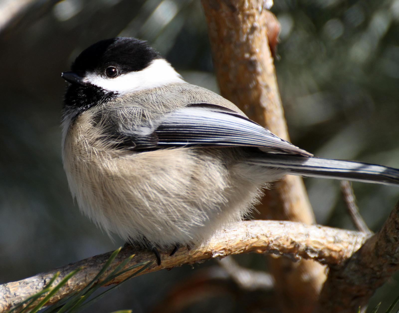 Black-capped Chickadee Photo by Andrew Theus
