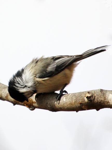 Black-capped Chickadee Photo by Dan Tallman