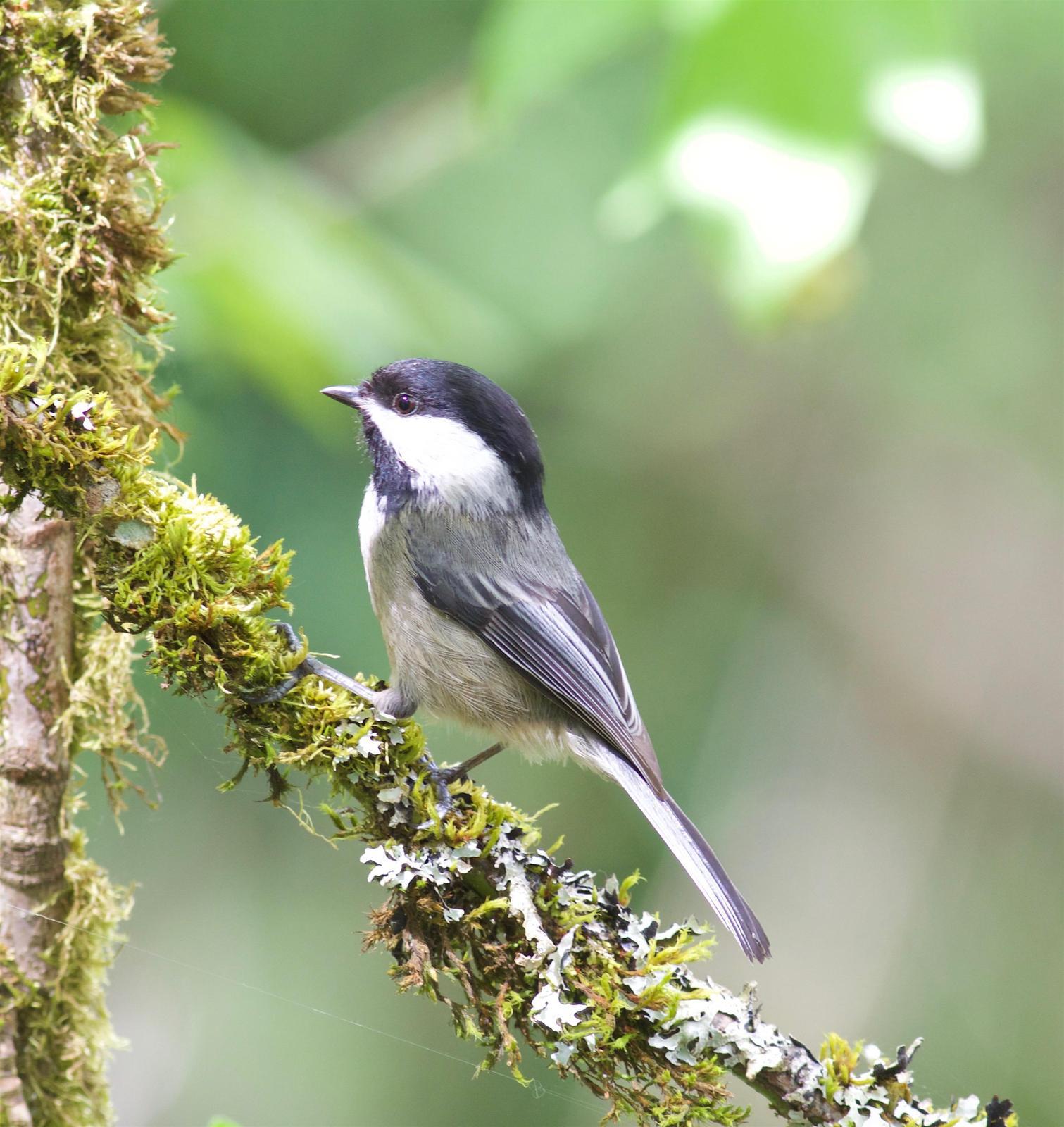 Black-capped Chickadee Photo by Kathryn Keith