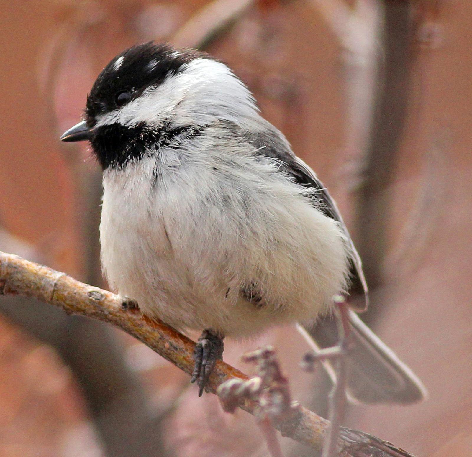 Black-capped Chickadee Photo by Tom Gannon