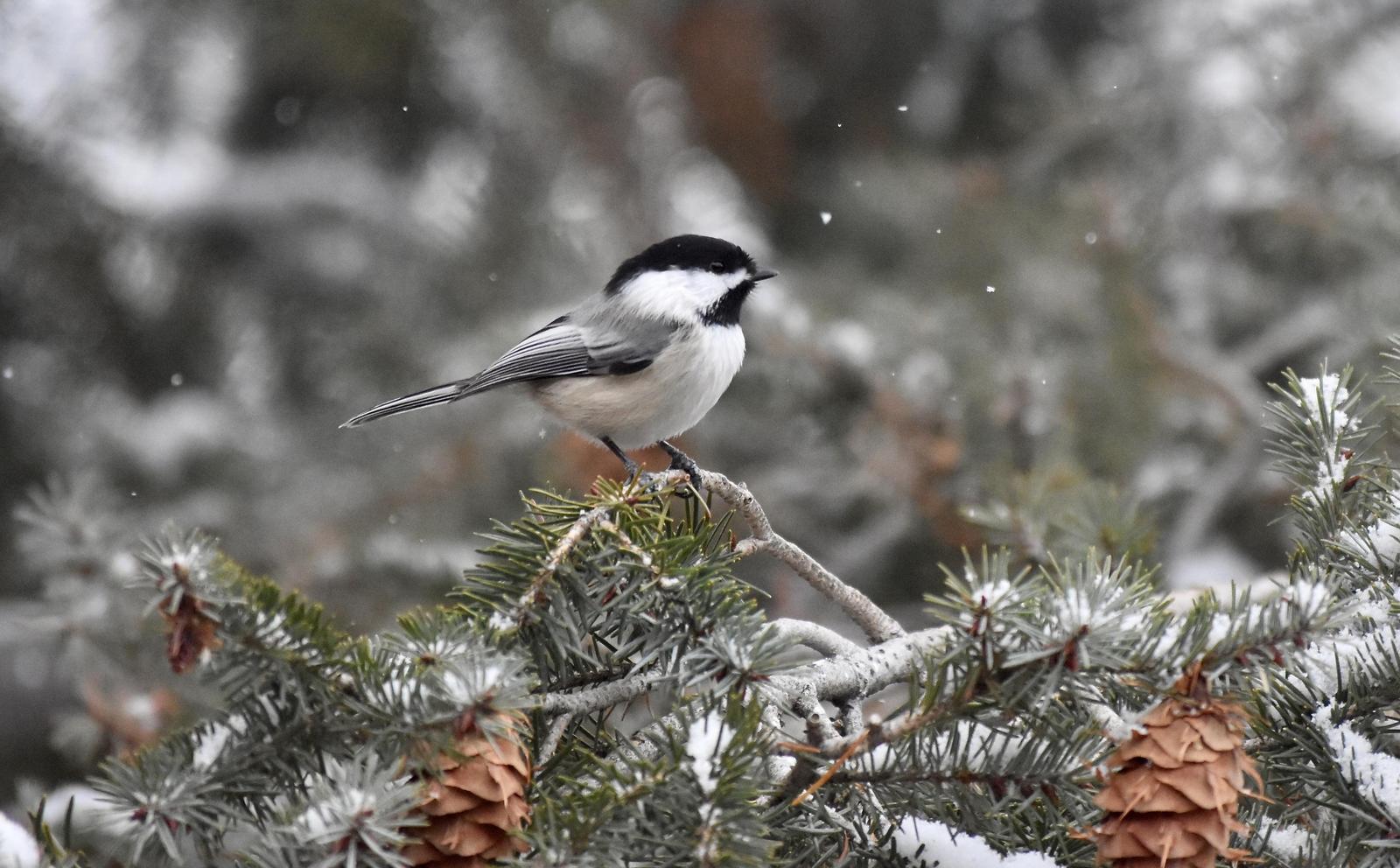 Black-capped Chickadee Photo by Evelyn [aret