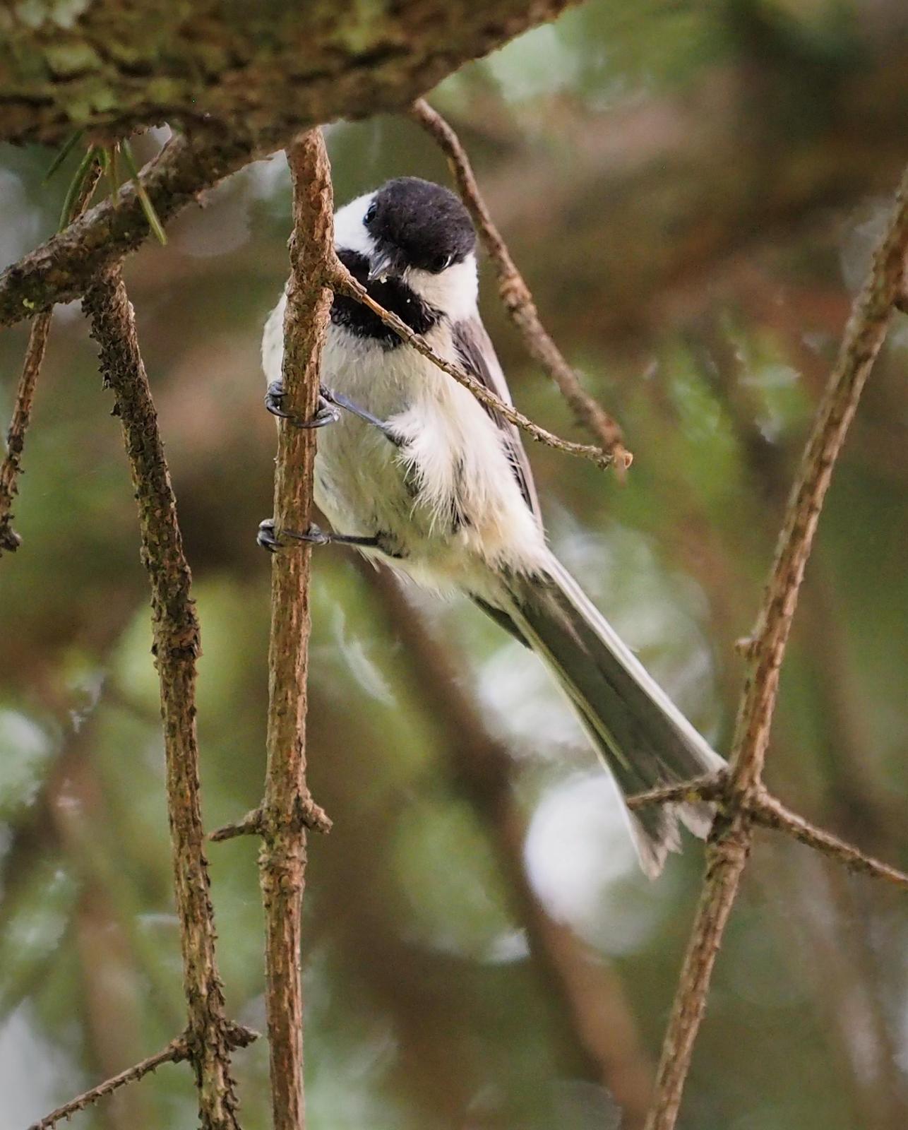 Black-capped Chickadee Photo by Colin Hill