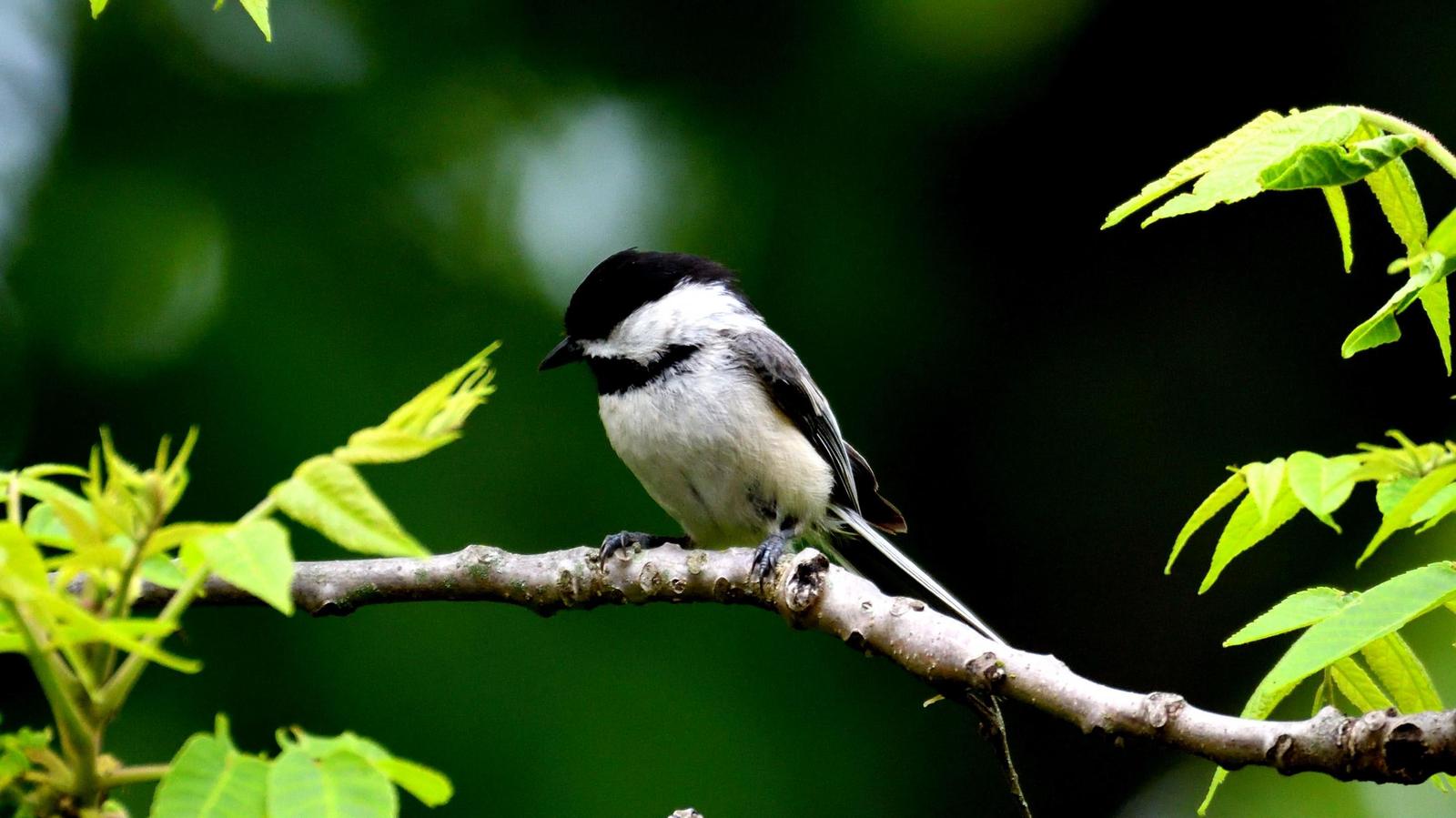 Black-capped Chickadee Photo by RM Beck