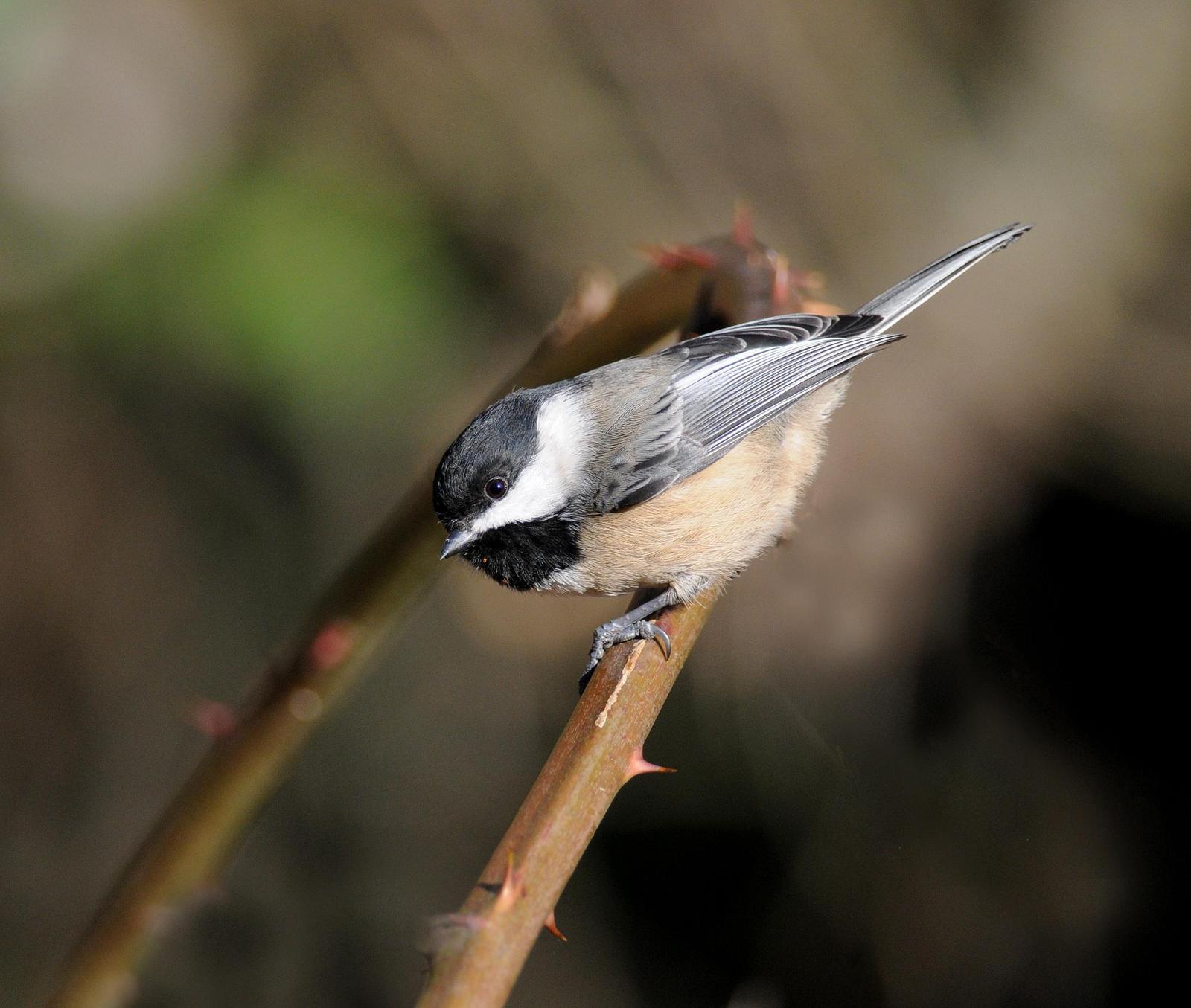 Black-capped Chickadee Photo by Steven Mlodinow