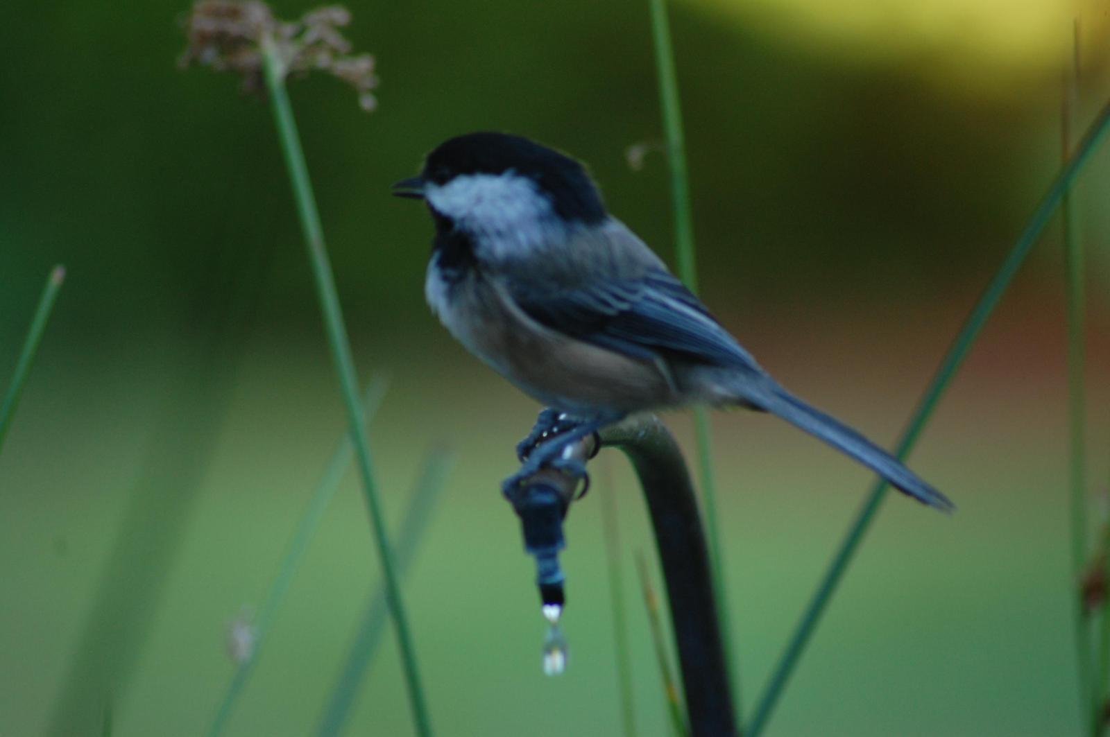Black-capped Chickadee Photo by Ted Goshulak