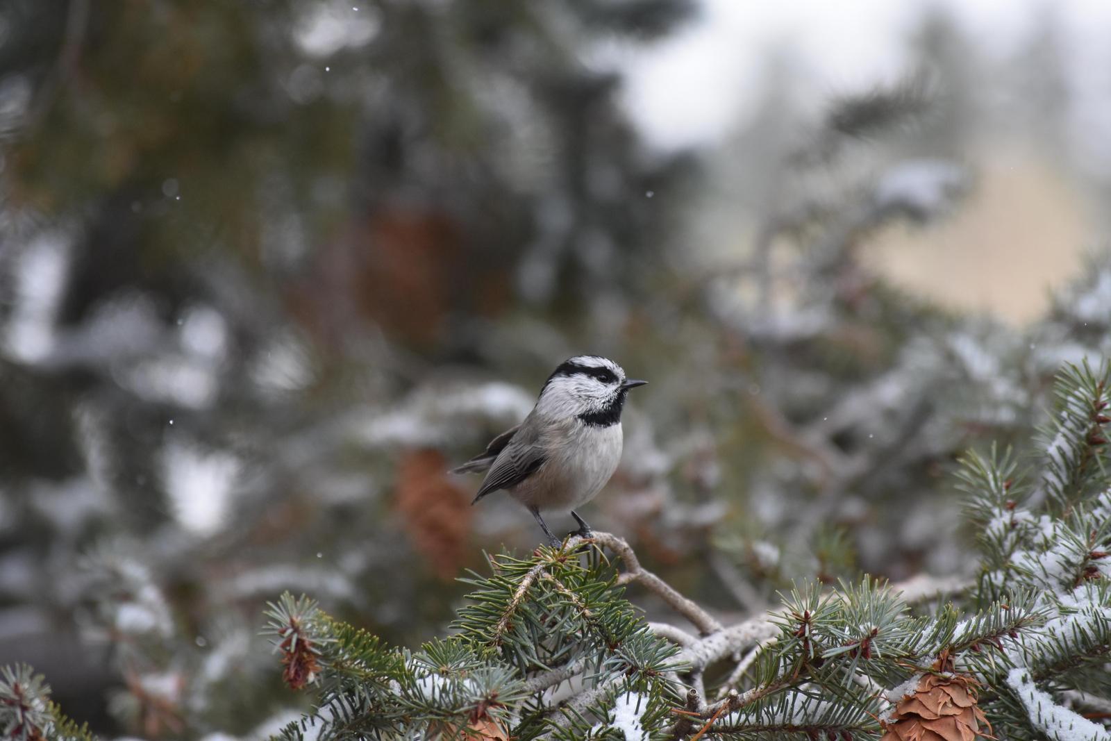 Mountain Chickadee (Rocky Mts.) Photo by Evelyn [aret