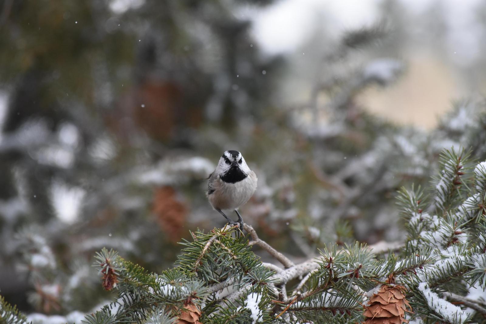 Mountain Chickadee (Rocky Mts.) Photo by Evelyn [aret