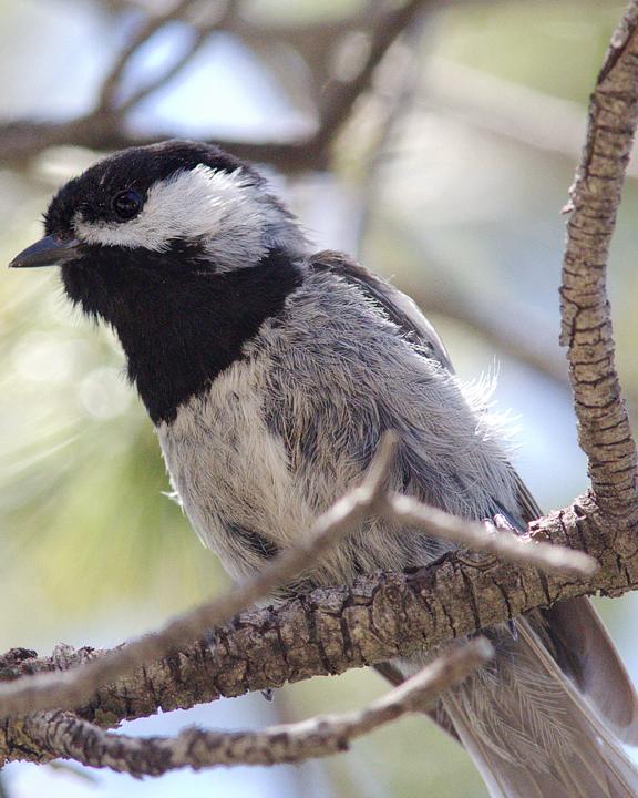 Mexican Chickadee Photo by Alison Sheehey