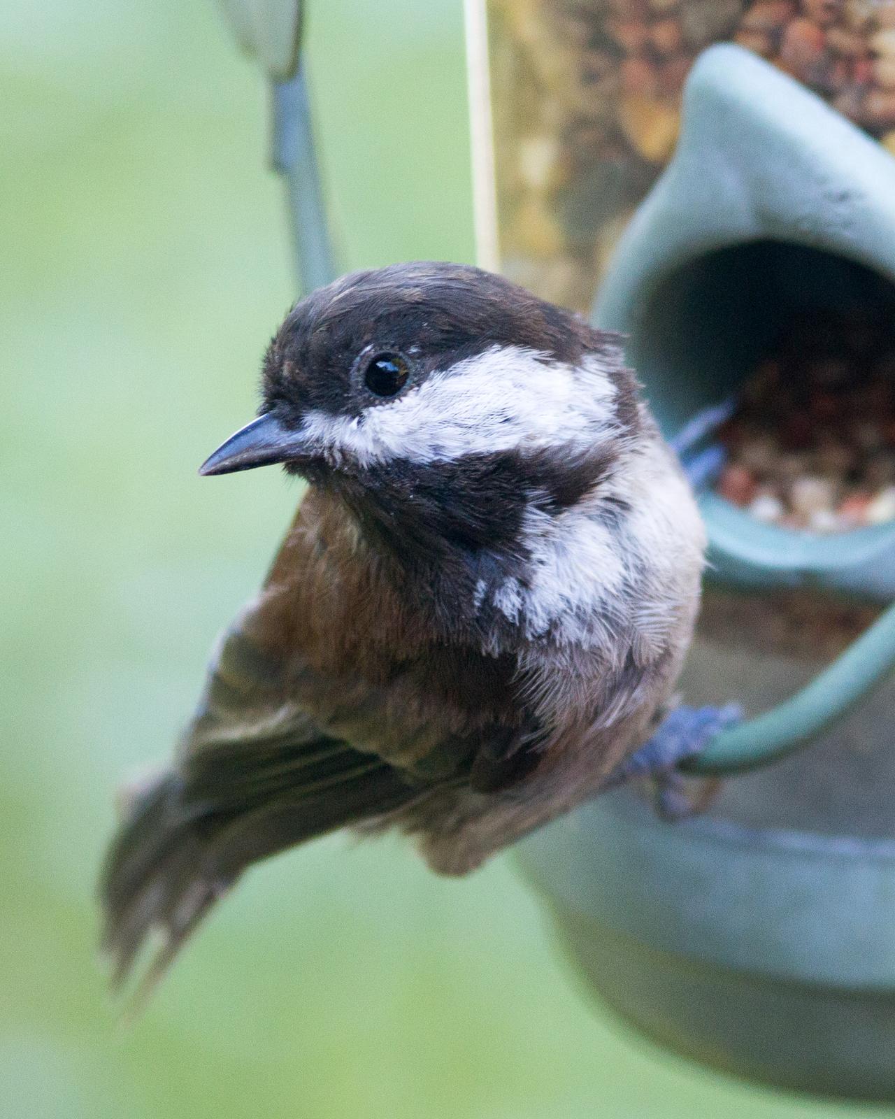 Chestnut-backed Chickadee Photo by Dylan Steinberg