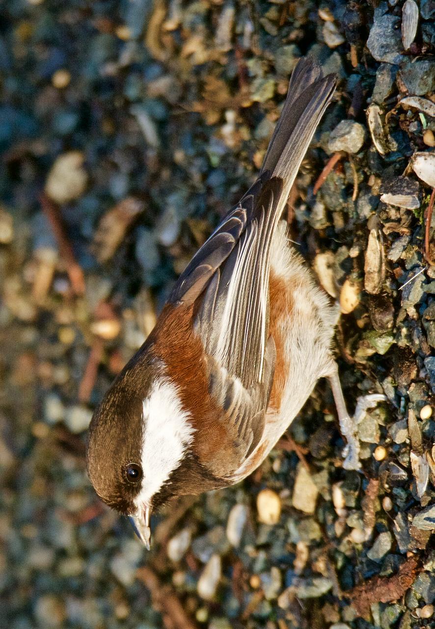 Chestnut-backed Chickadee Photo by Brian Avent