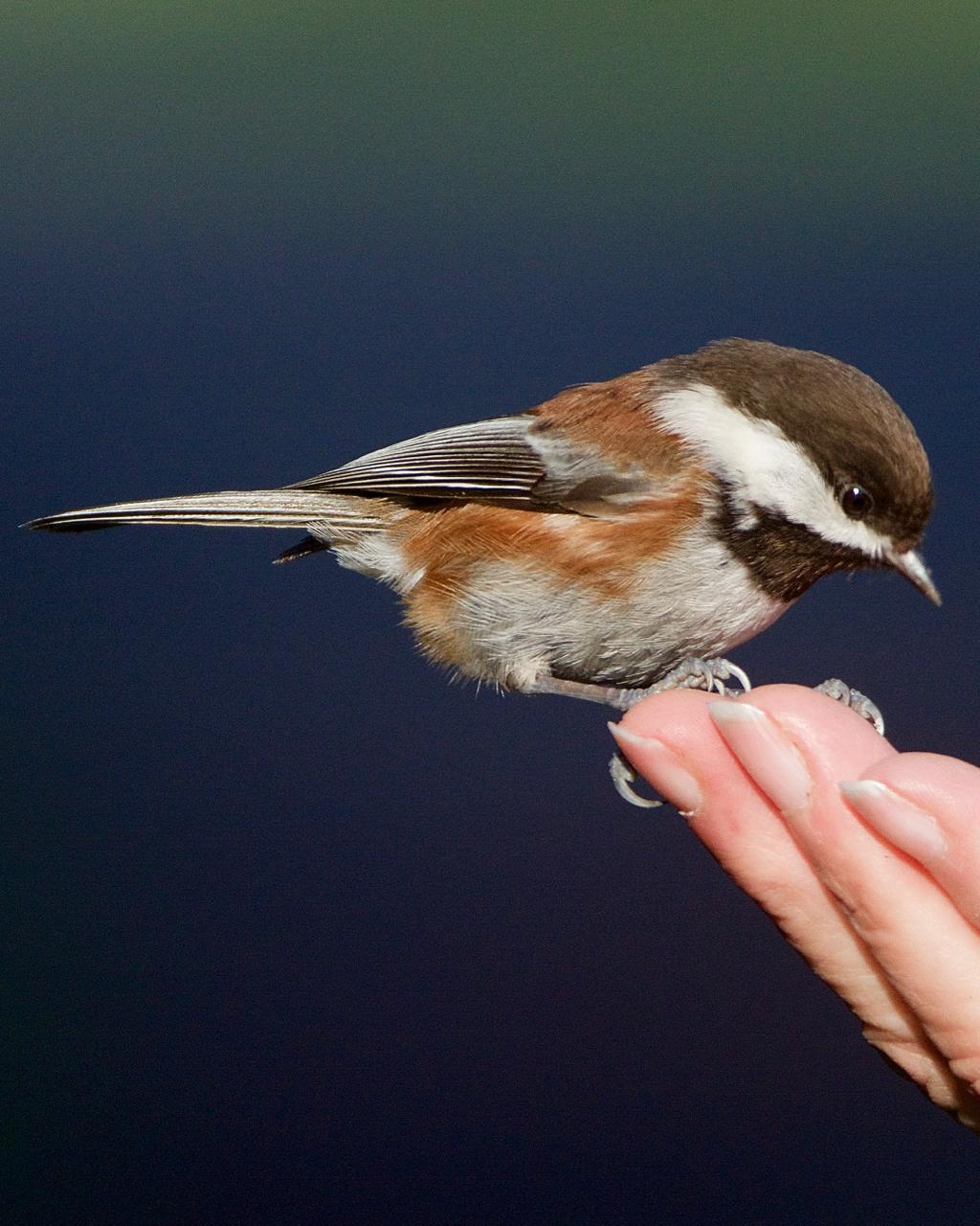 Chestnut-backed Chickadee Photo by Brian Avent
