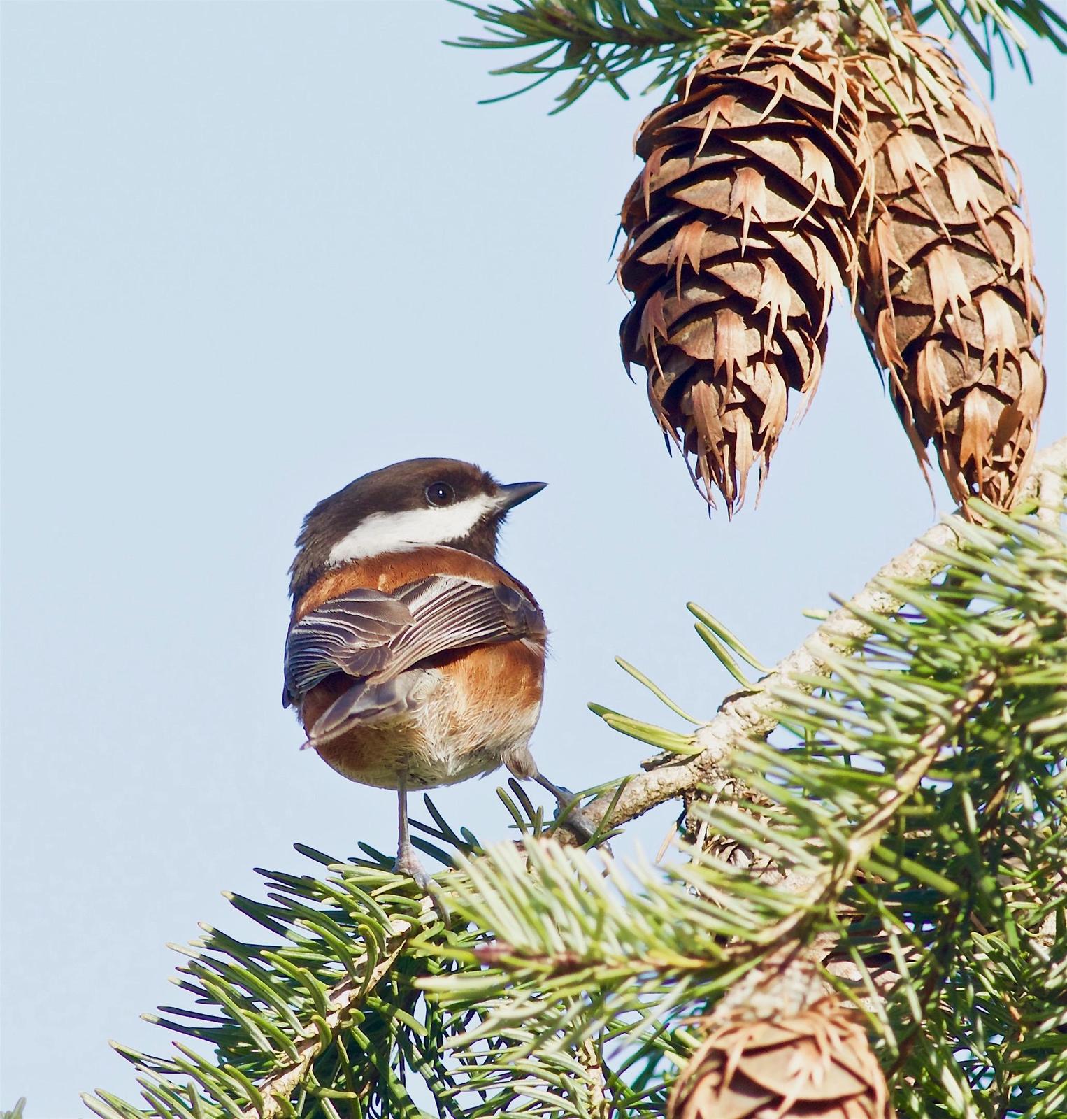 Chestnut-backed Chickadee Photo by Kathryn Keith