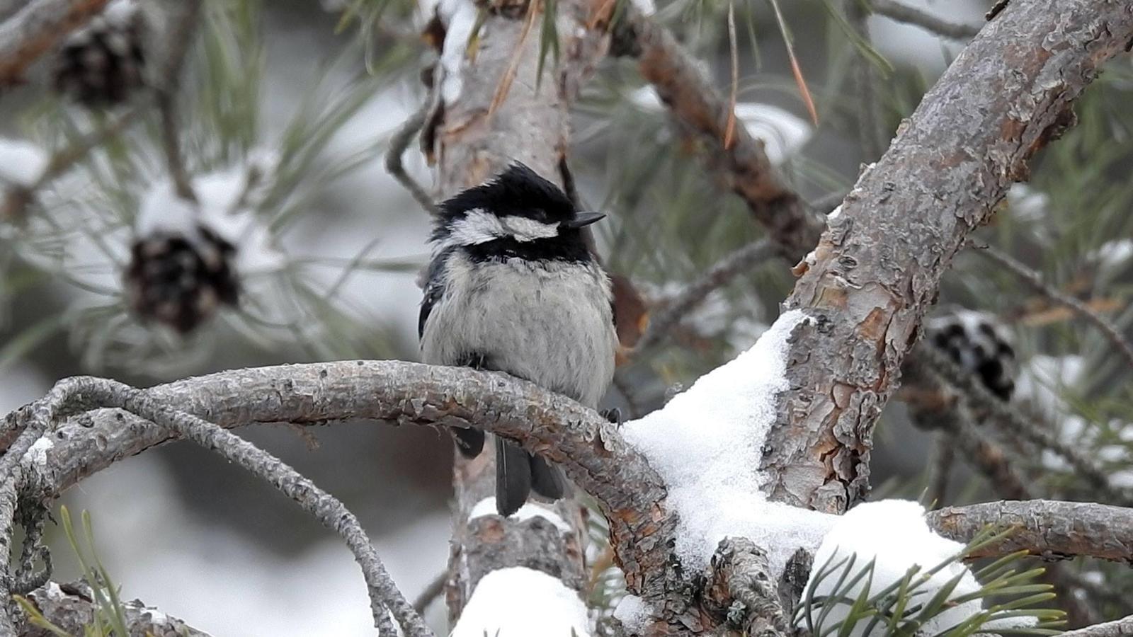 Coal Tit Photo by African Googre