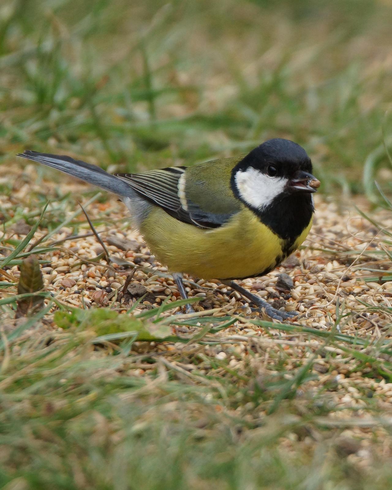 Great Tit Photo by Steve Percival