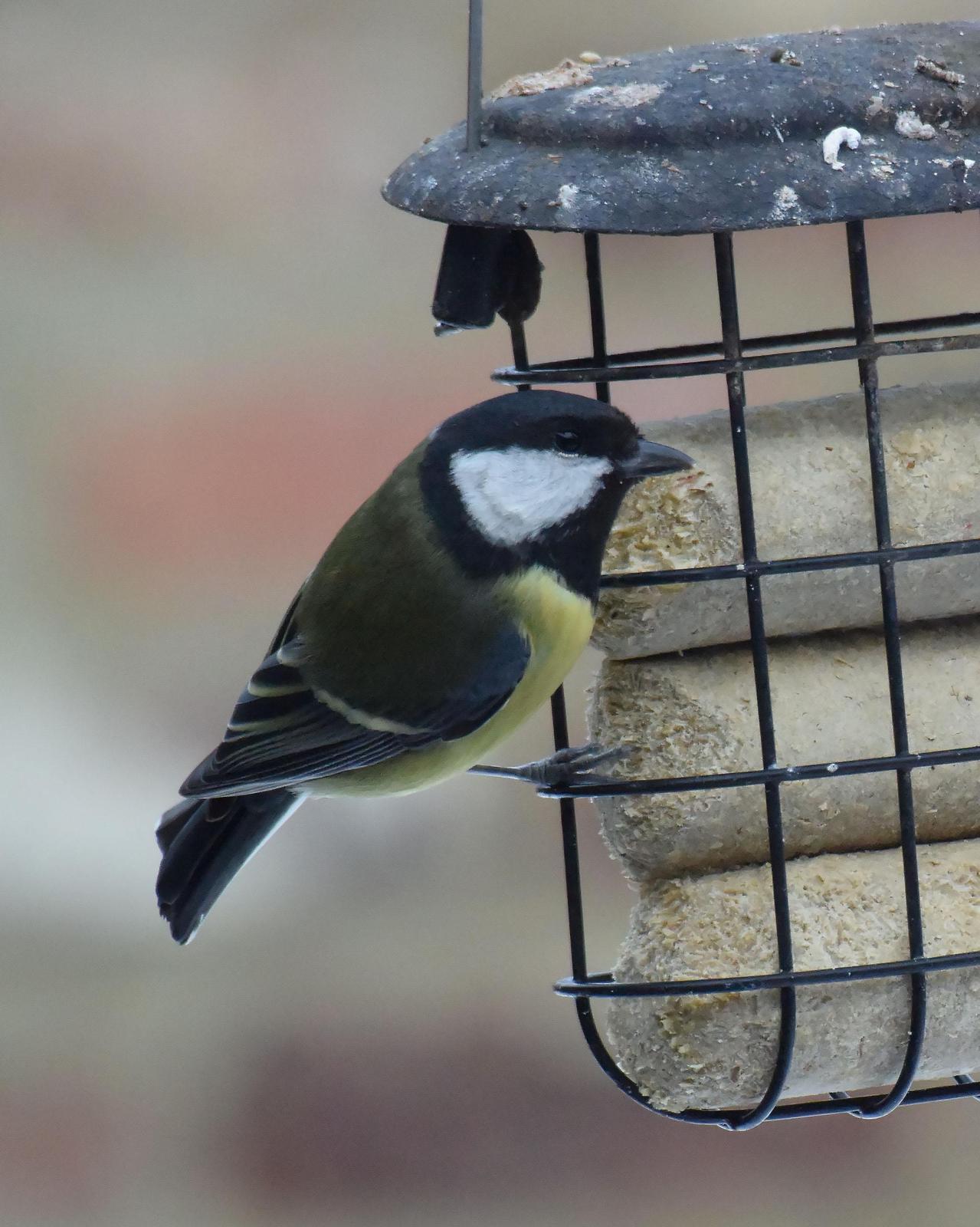 Great Tit Photo by Emily Percival