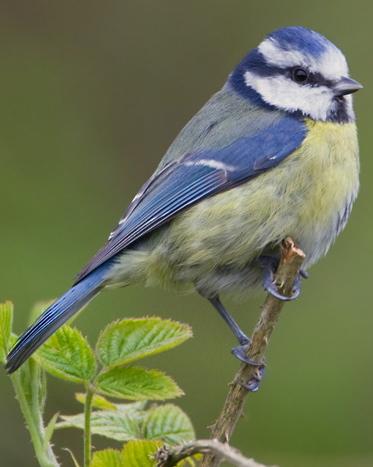 Eurasian Blue Tit Photo by Mike Barth
