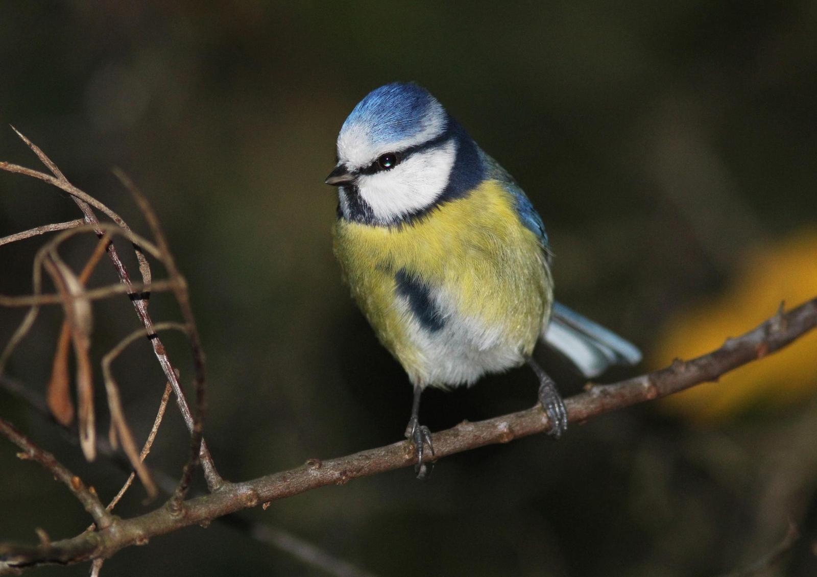 Eurasian Blue Tit Photo by Emily Willoughby
