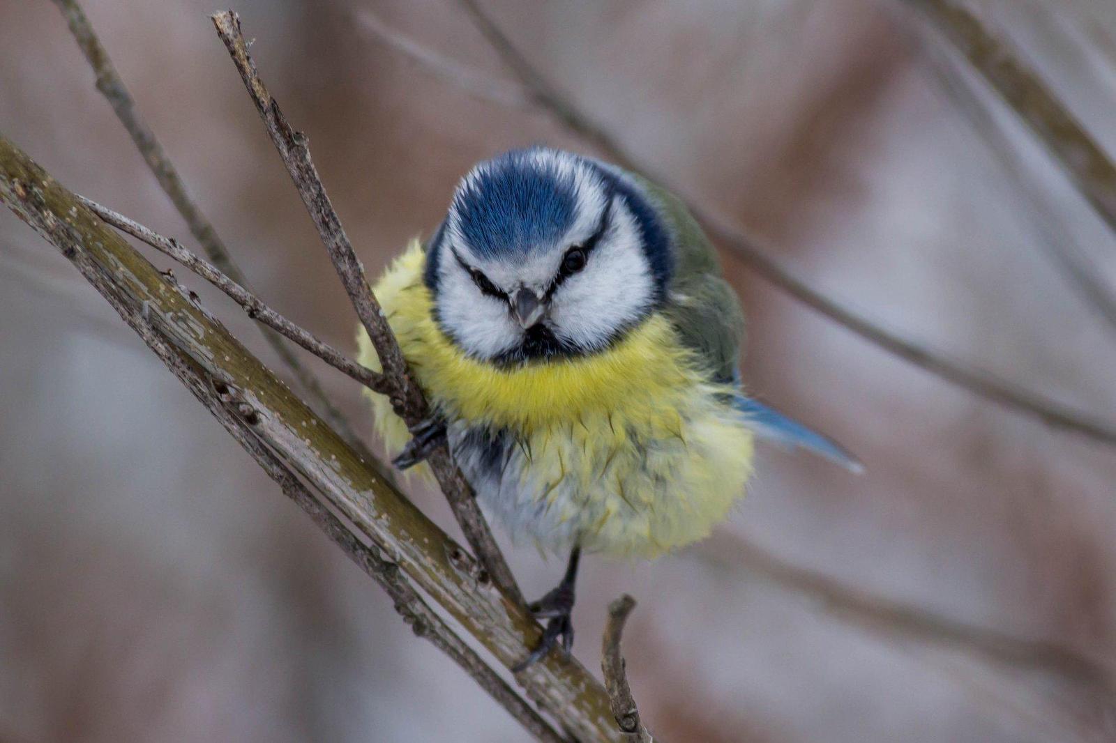 Eurasian Blue Tit Photo by African Googre