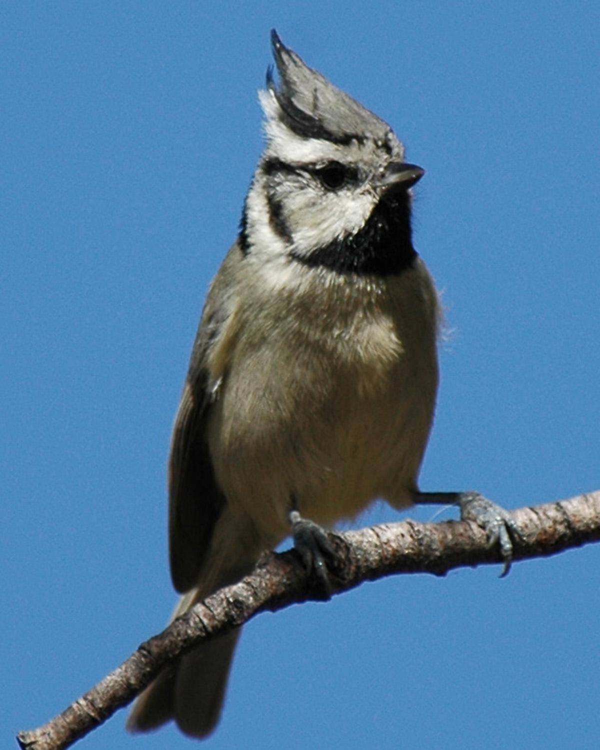 Bridled Titmouse Photo by Magill Weber
