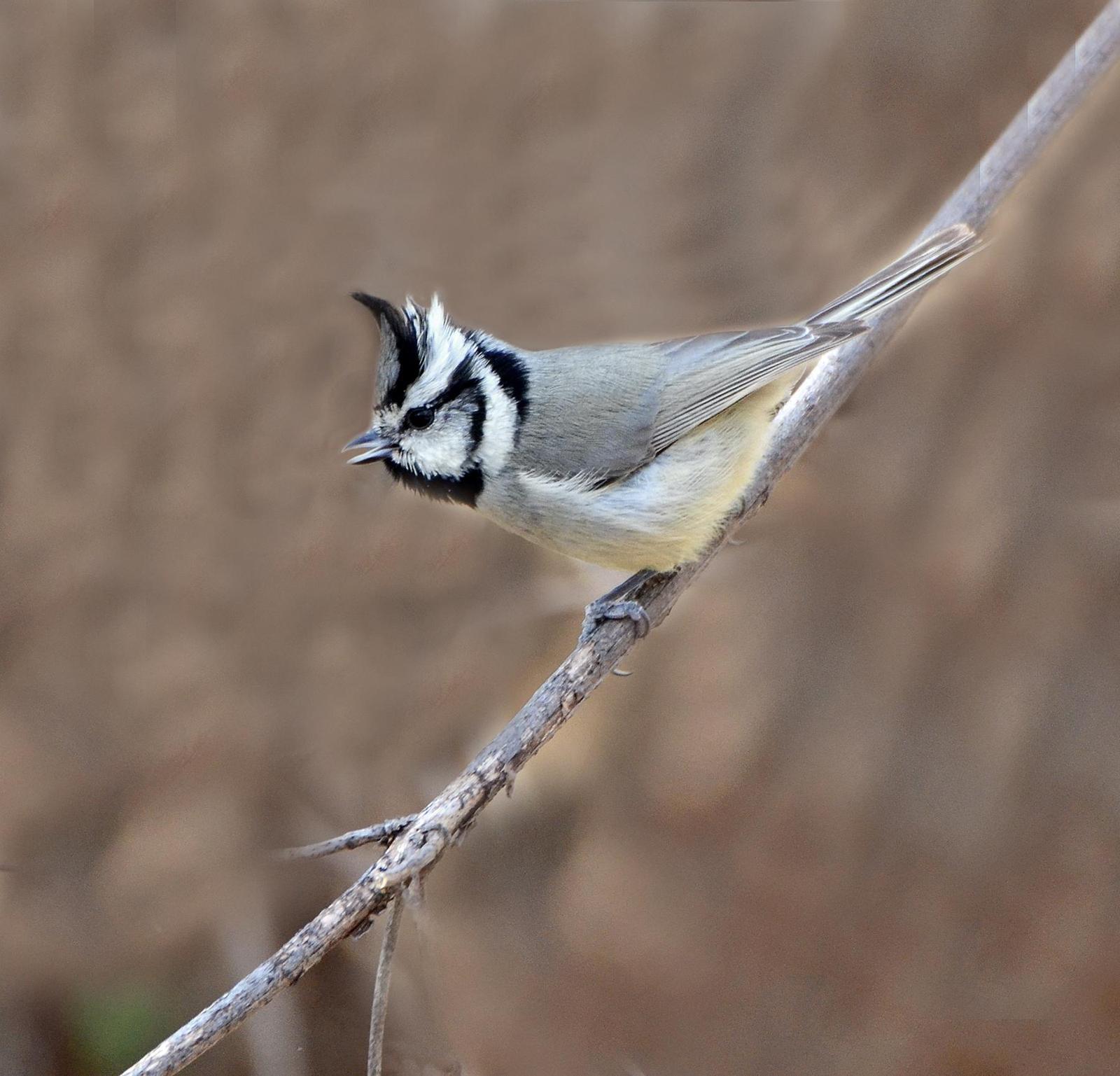 Bridled Titmouse Photo by Steven Mlodinow