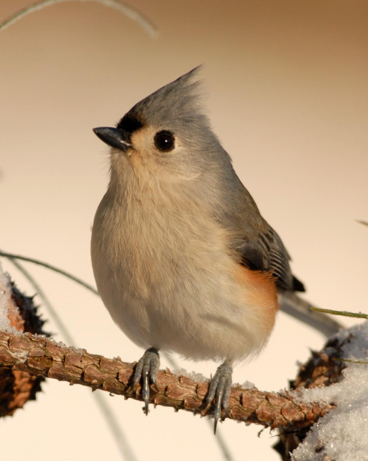 Tufted Titmouse Photo by David Hollie