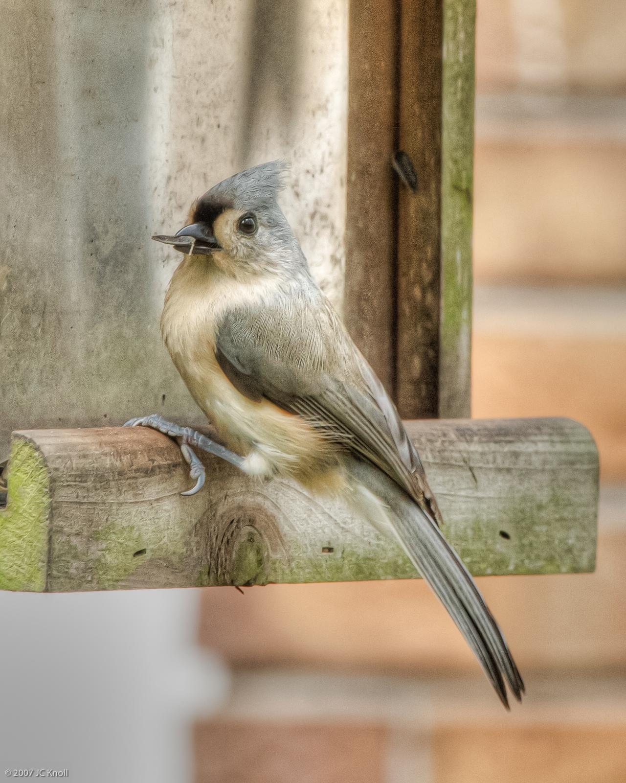 Tufted Titmouse Photo by JC Knoll
