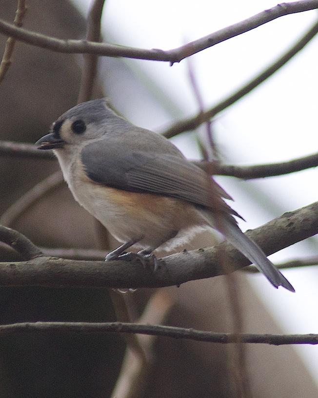 Tufted Titmouse Photo by Gerald Hoekstra