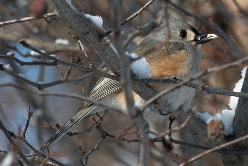 Tufted Titmouse Photo by William Heiting
