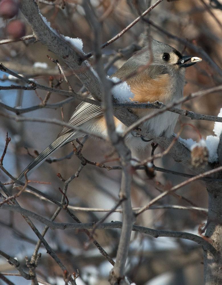 Tufted Titmouse Photo by William Heiting