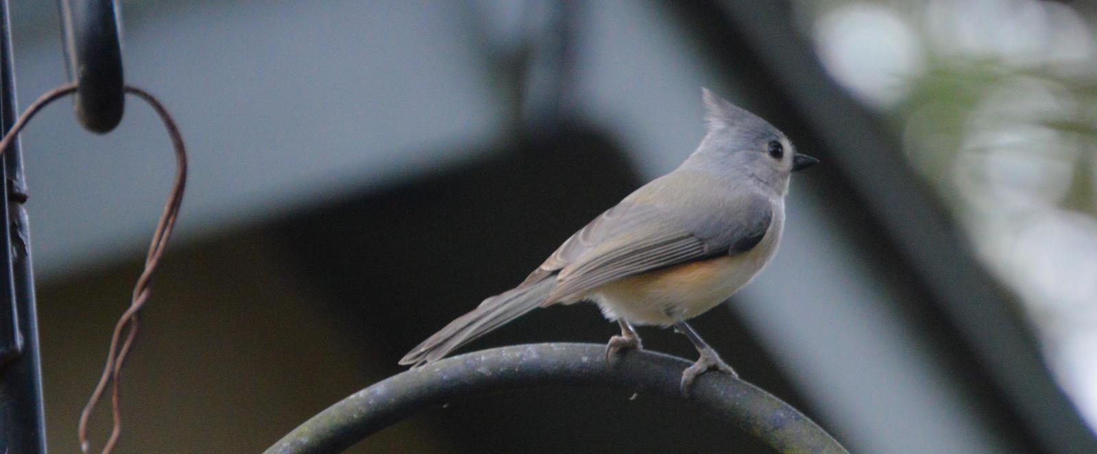 Tufted Titmouse Photo by Mike Ballentine