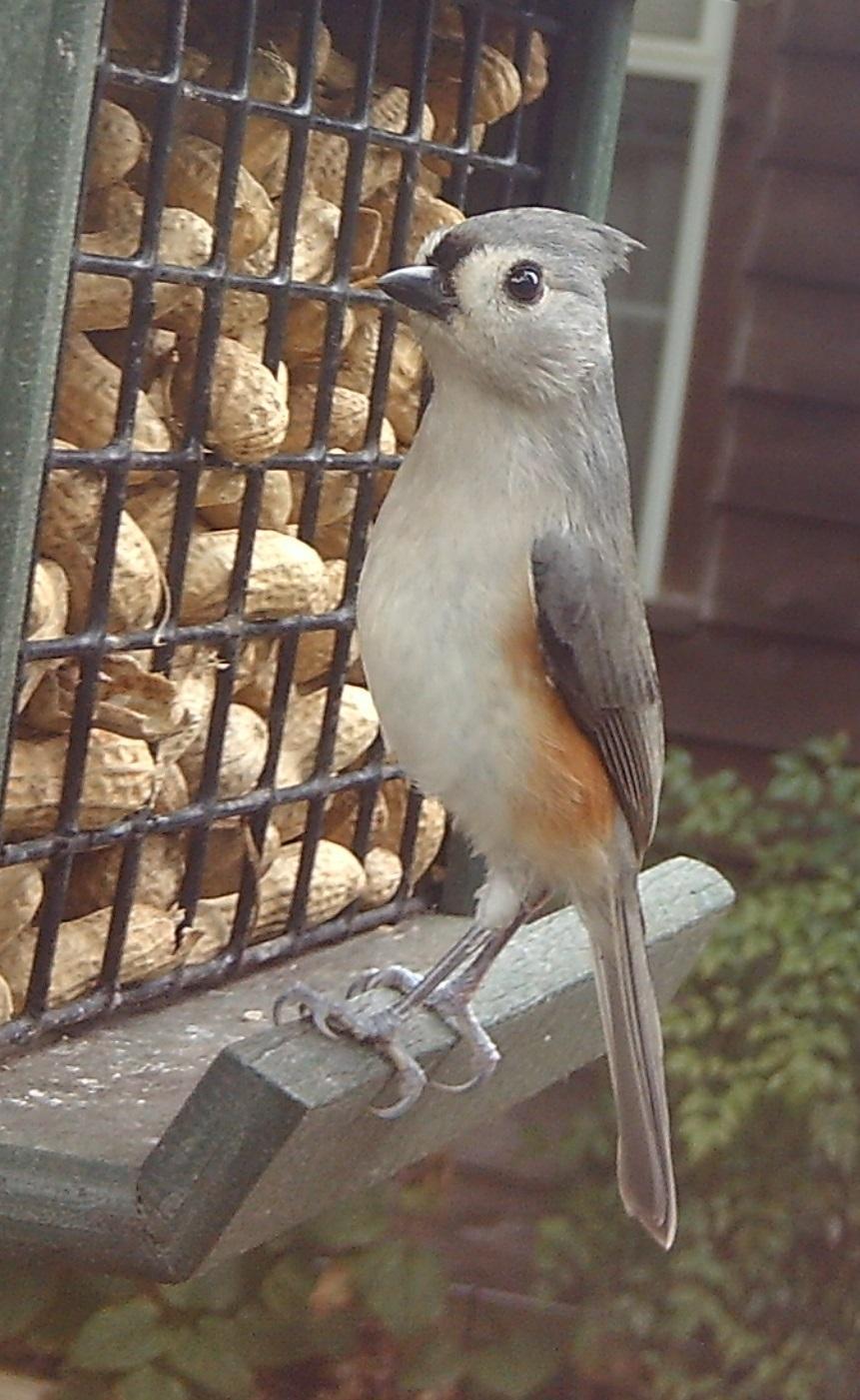 Tufted Titmouse Photo by Mike Ballentine