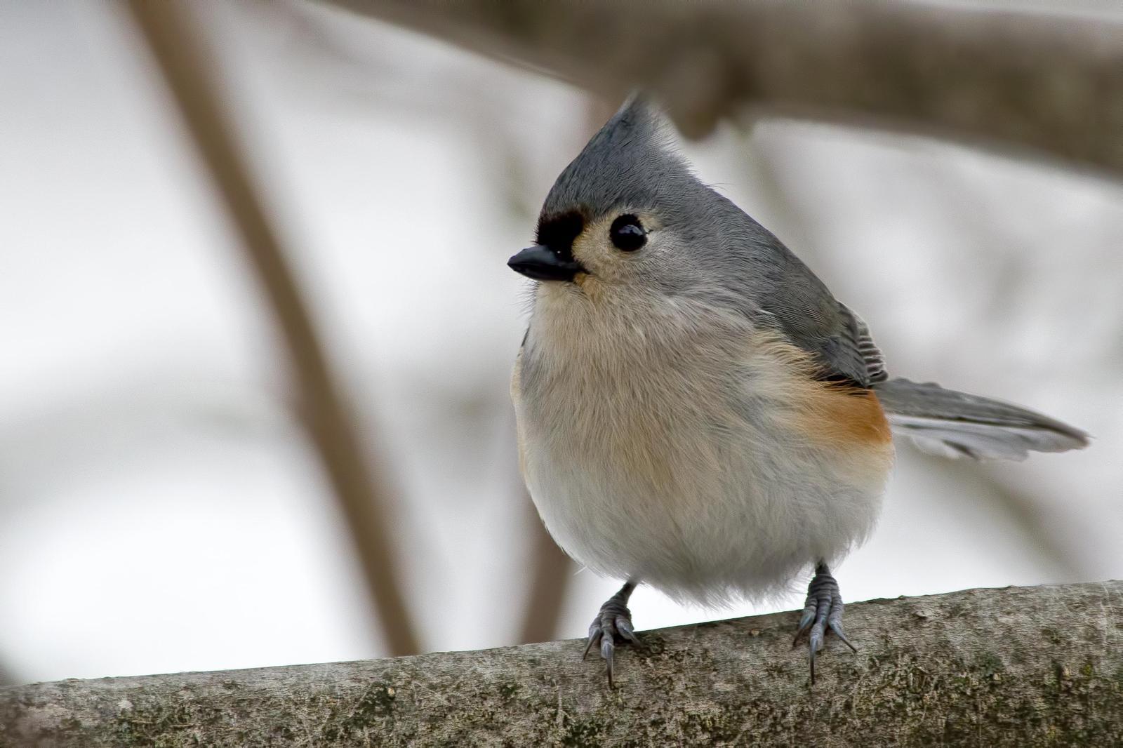 Tufted Titmouse Photo by Rob Dickerson