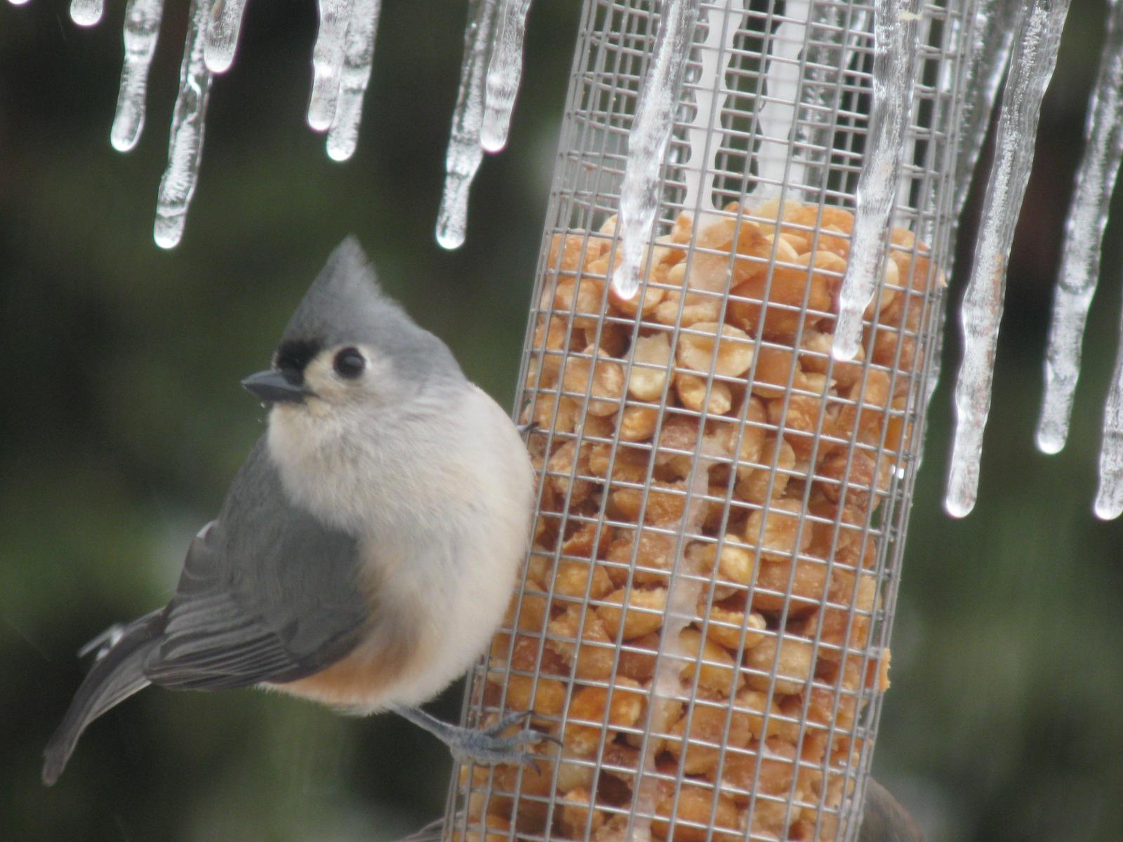 Tufted Titmouse Photo by Melinda Calabrese