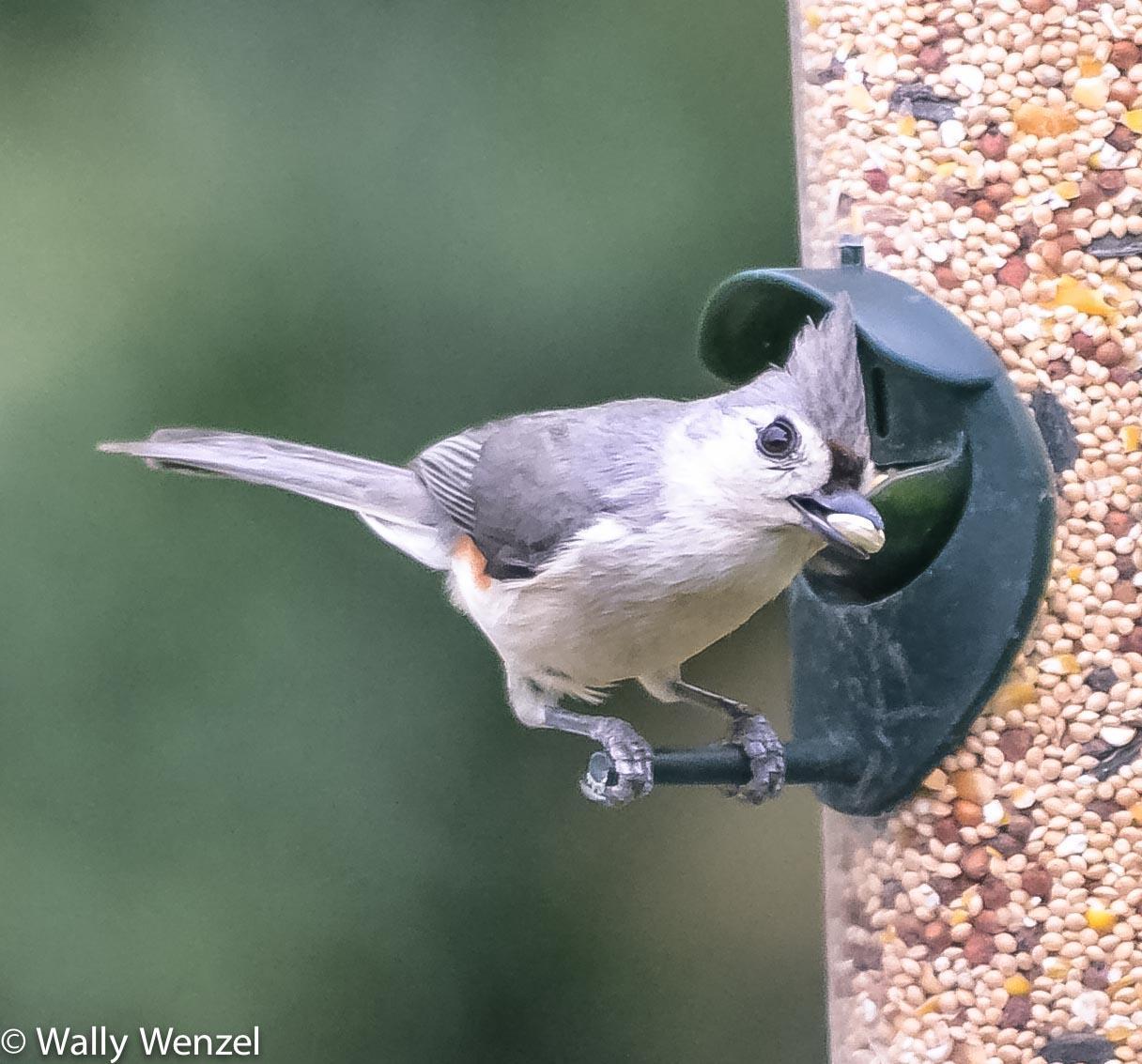 Tufted Titmouse Photo by Wally Wenzel