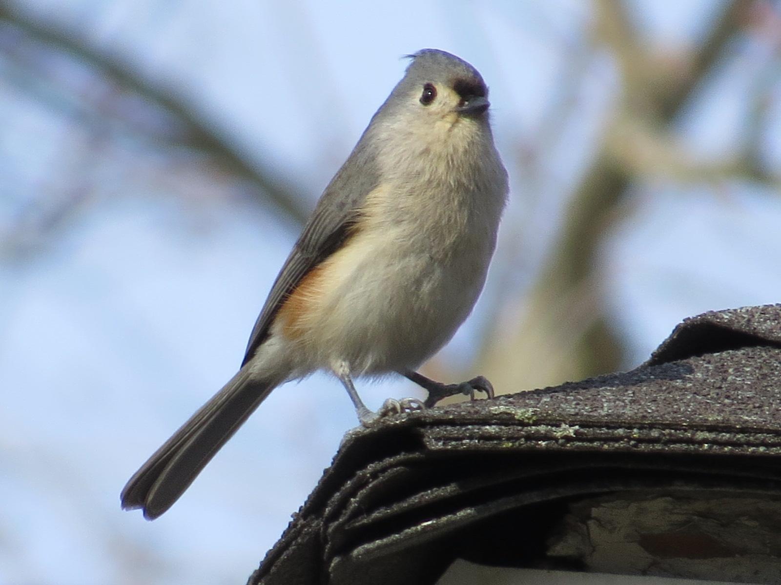 Tufted Titmouse Photo by Kathy Wooding