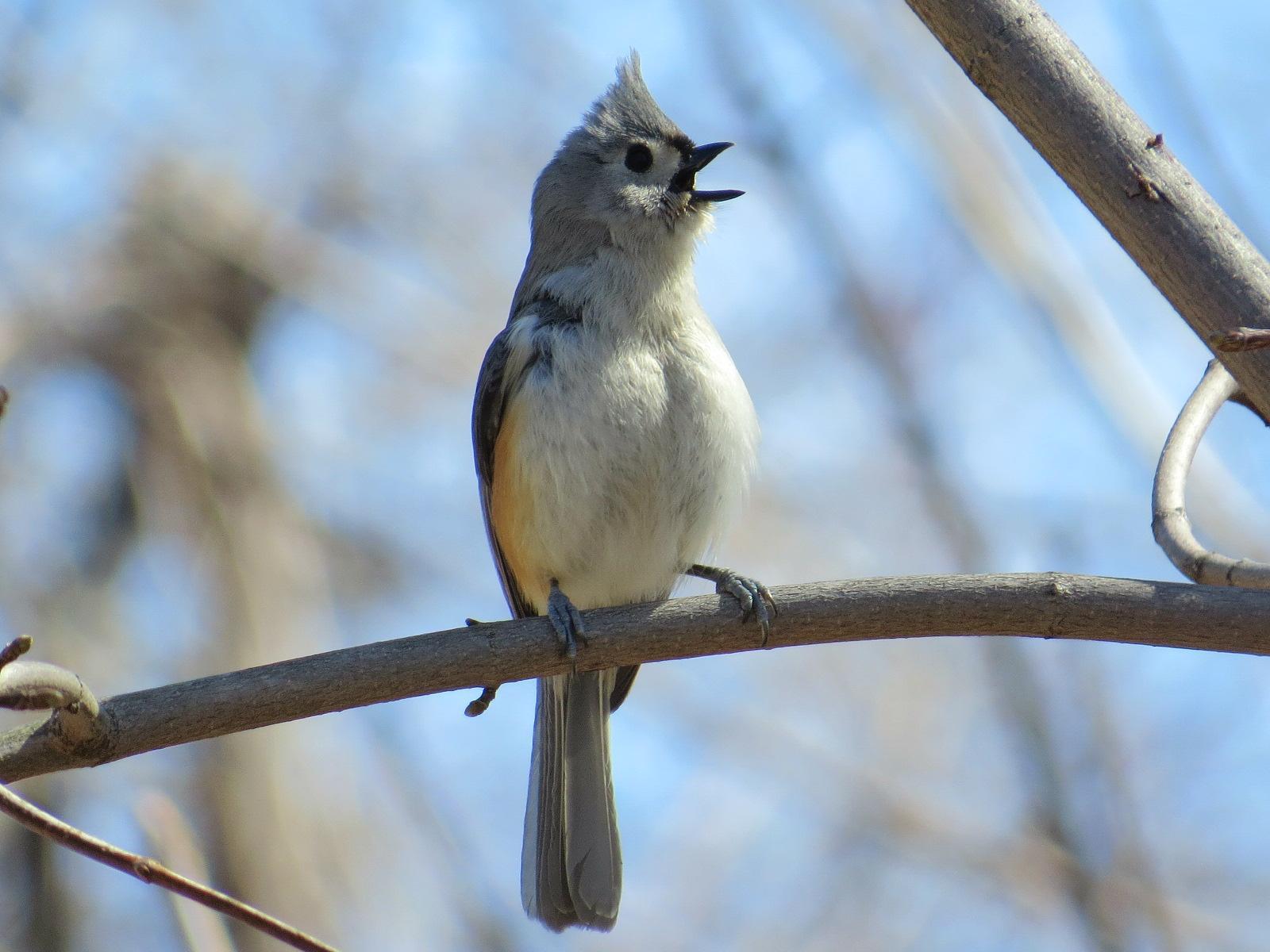 Tufted Titmouse Photo by Kathy Wooding