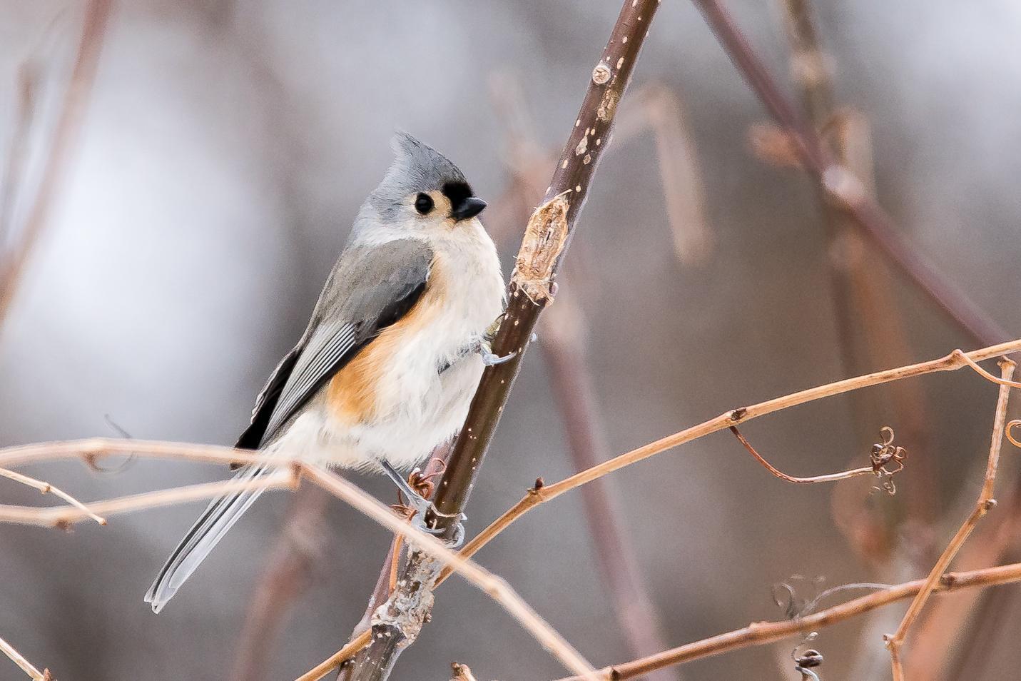 Tufted Titmouse Photo by Gerald Hoekstra