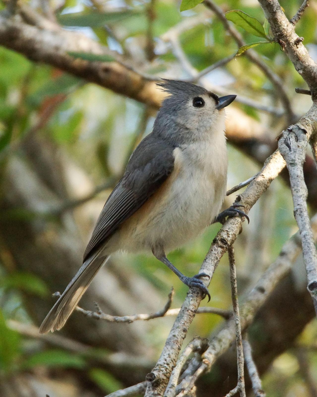 Tufted Titmouse Photo by Steve Percival